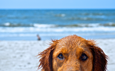 Dog Friendly Spaces in Venice, FL