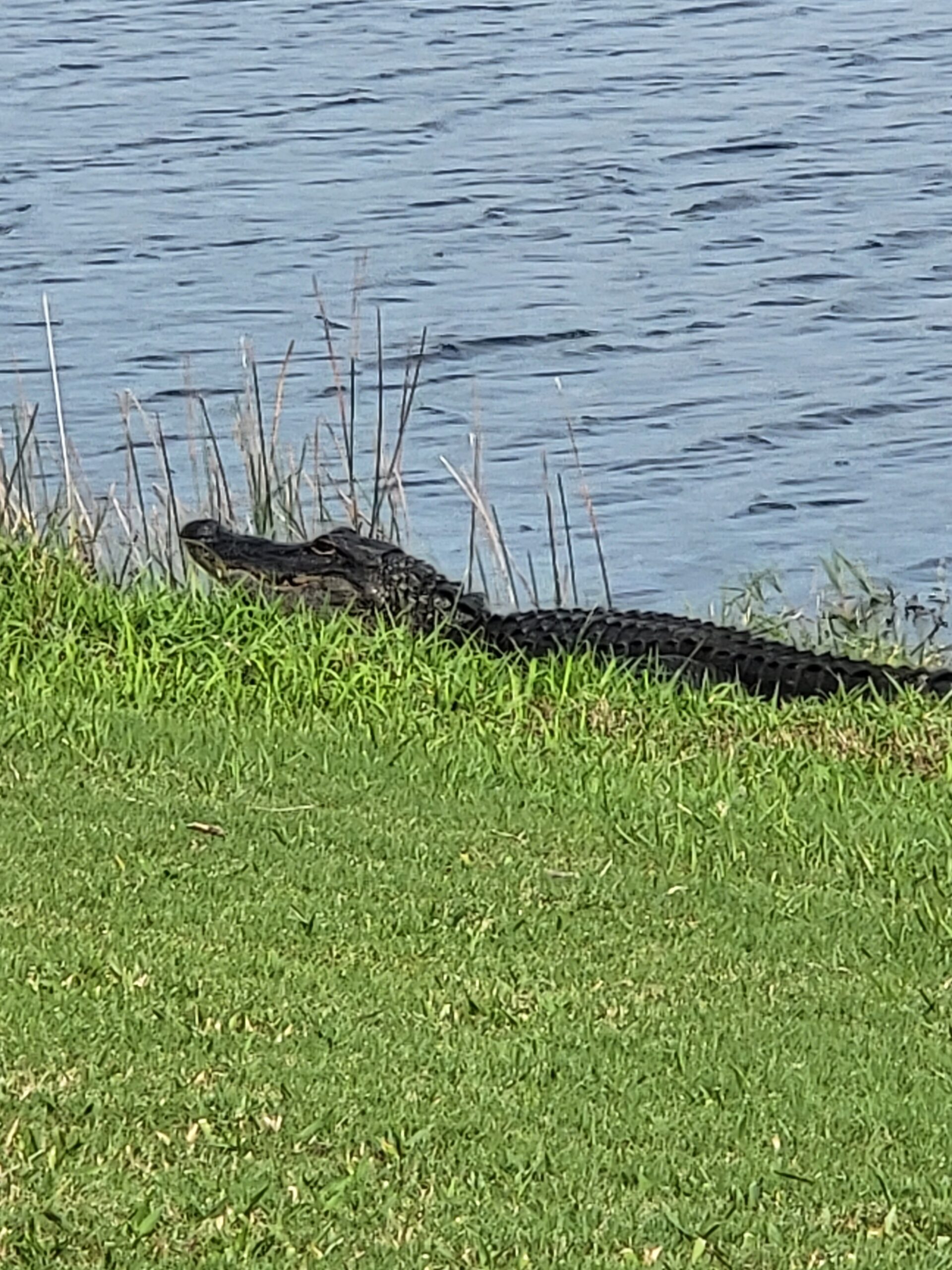 Picture - Gator on golf course in Venice, FL