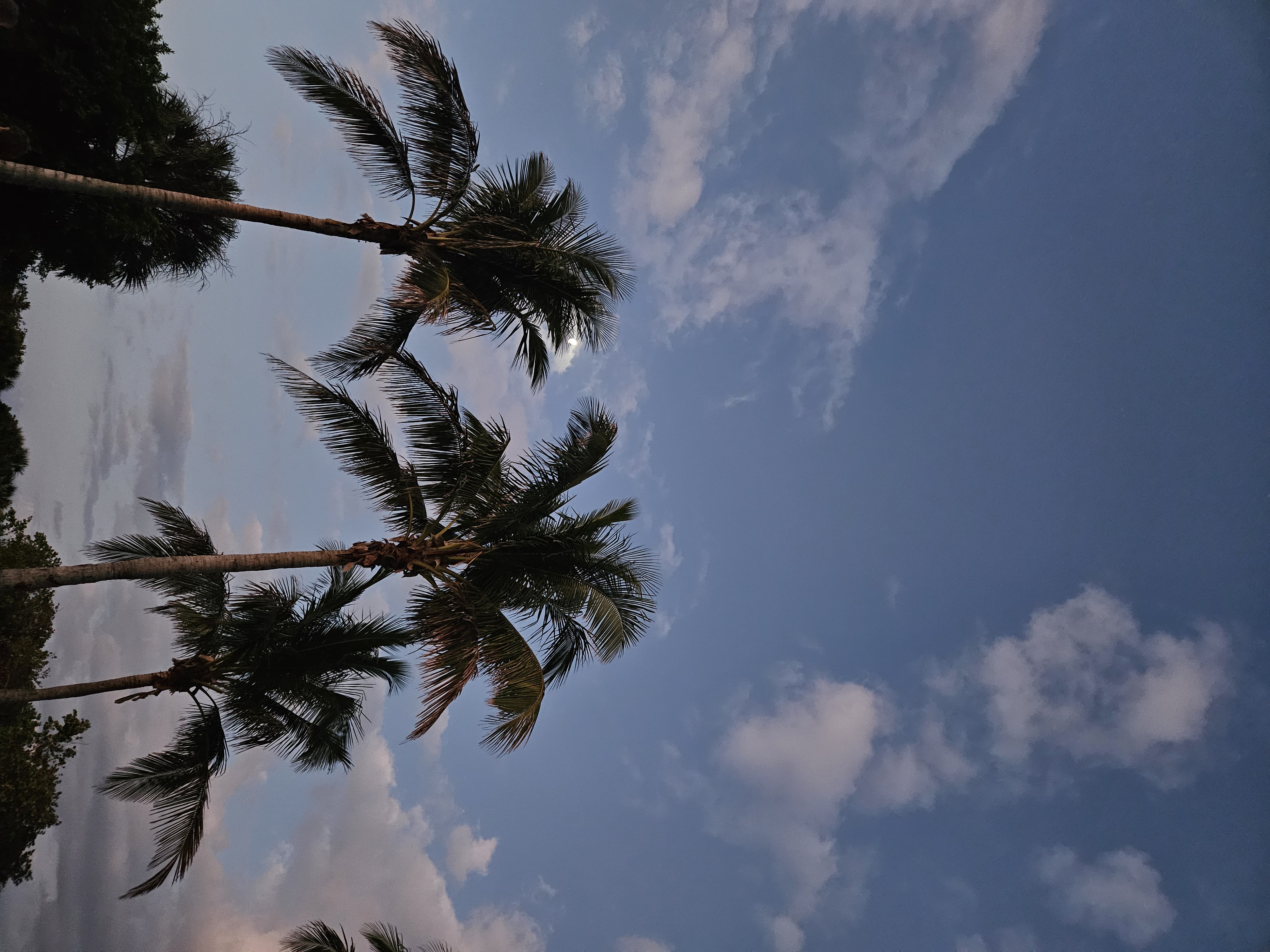 image - palm trees Venetian Golf and River Club